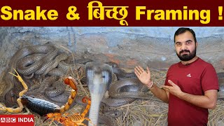 Snake Farming | bicchu farming | Is this legal In india ? | what is Venom farming ? | Bichoo palan