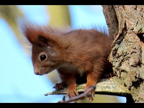911. Veverka obecná, Red Squirrel, Eurasisches Eichhörnchen, Обыкновенная белка, #squirrel