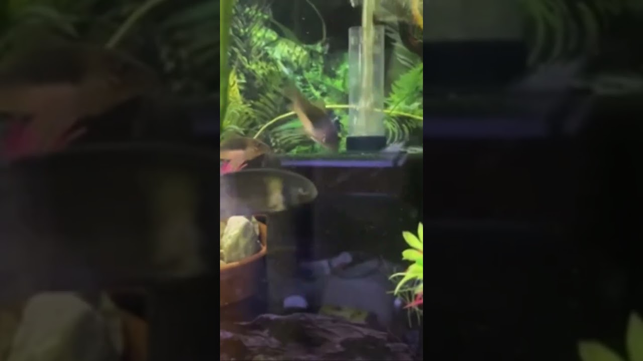 Huge fathead minnows❤️ #shorts