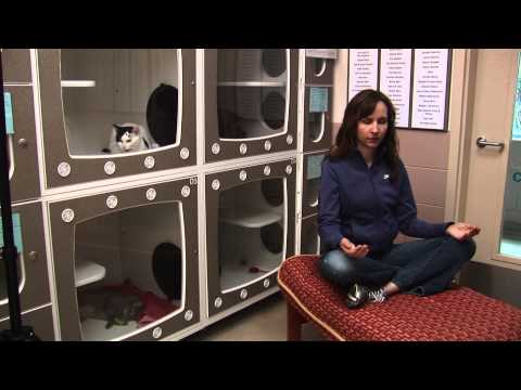 Reiki Meditations for Shelter Cats | Animal Reiki Source