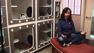 Reiki Meditations for Shelter Cats