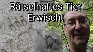 Endlich erwischt !