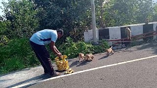 ఒక రోజు వృధా ఖర్చు మానుకుని ఆకలి తో ఉన్నవన్య ప్రాణులకు అరటిపండ్లు సమర్పణ@1