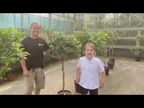 End of season sale at Davies Brothers Nursery