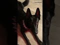 BIGO LIVE Doggy Is There Any Trick You Can T Learn