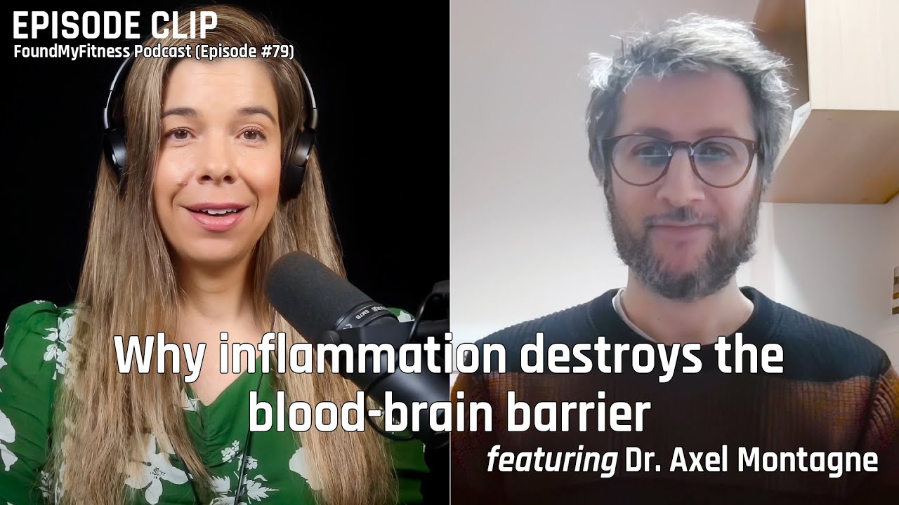 Why inflammation destroys the blood-brain barrier | Axel Montagne, Ph.D.