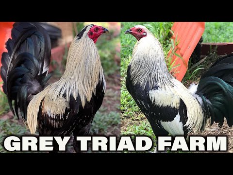 Beautiful Birds Blue Black Bates Grey TRIAD FARM - Farm Visit