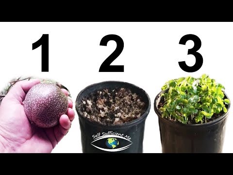 How to Grow Passion Fruit from SEED