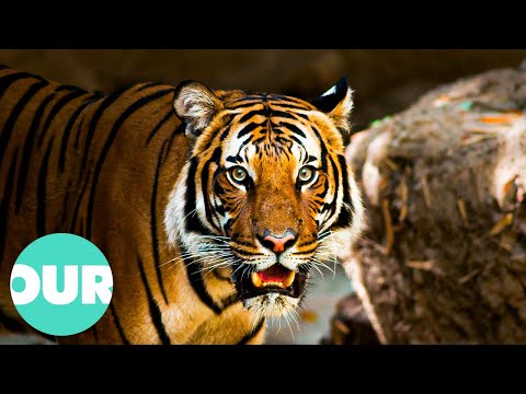 How a Mother Tiger Raises Three Stubborn Cubs | Our World