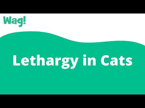 Lethargy in Cats | Wag!