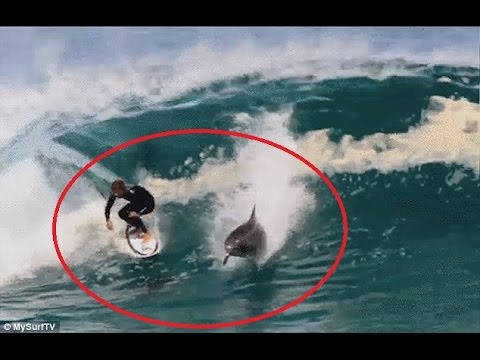 The Amazing Moment a Cheeky Dolphin Drops in on Australian Soli Bailey’s Wave to Show