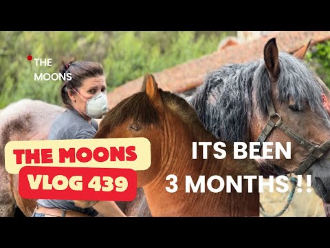 RESCUE horse BEFORE & AFTER he is massive !!! 