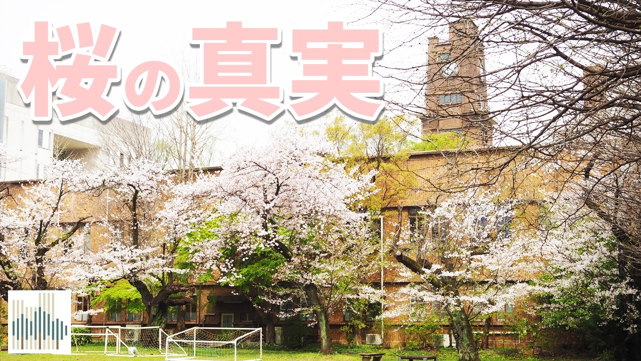 桜は切る（剪定）より伐らないと。倒木など日増しに危険度が増しているホントの理由と解決策と、街の桜を木材にして建設中のお部屋もご紹介。東京のサクラの開花ももうすぐです。