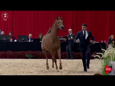 Ecaho European Show 2018 - Class 21