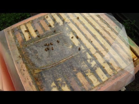 Состояние на точке бакфаст, пасека в сентябре