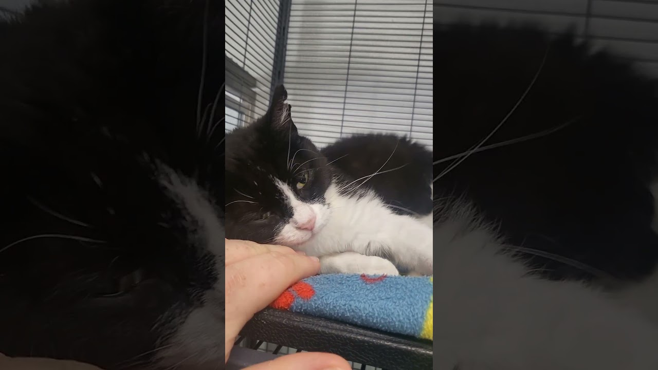 Kiki, a Adoptable Domestic Short Hair in Belleville, IL video 6/6