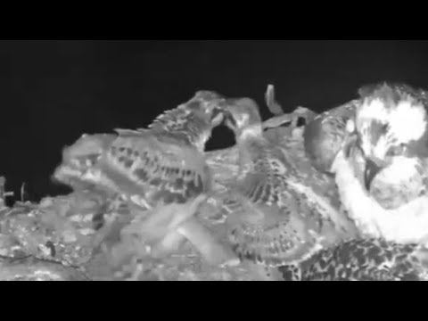 Midnight chick fight on the Loch Arkaig Osprey nest 27 Jun 2020