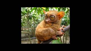 Download lagu [Wikipedia] Peleng tarsier mp3