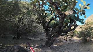 Cañón de las ánimas, un lugar lleno de misterio y antiguos restos  N de Dios Durango