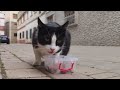 A Sweet Tuxedo Cat With A Pink Nose Is Pregnant And Hungry