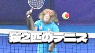 サルたちのテニス　２．３年ぶりの再会