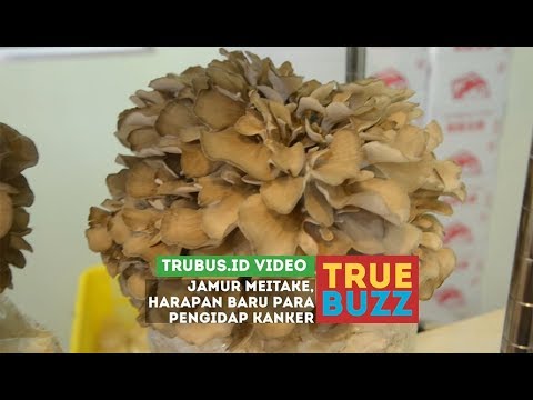 Budidaya Jamur Merang Download