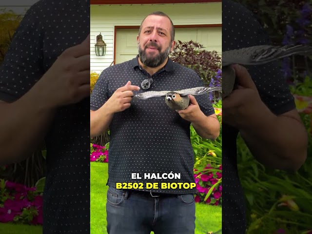 Vídeo relacionado con OFFO Raven Espantapajaros Exterior,Ahuyentador de Palomas Cuervo,Espanta Palomas Antipalomas Cuervo muñeco para Balcón,Ahuyentador de Pajaros Físico Balcón y Jardín 1 Pieza