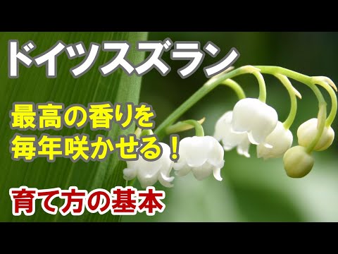 さまざまなピンクの庭のスズラン