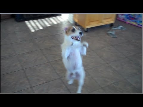 This Dog Can Dance! Jesse's Adorable Dog Trick