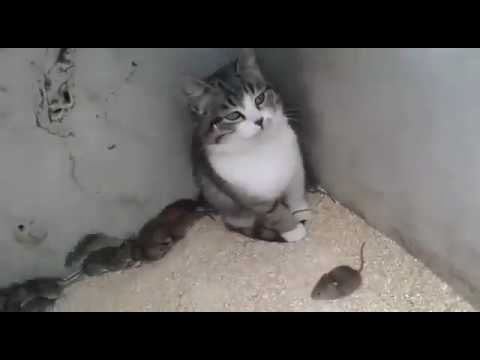 КОТ- ФЛЕГМА