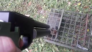 Squirrel Dispatch with an air pistol