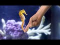 Perfect Seahorse Setup - *Hand Feeding*