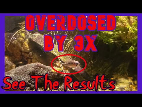YouTube video about: Where to buy levamisole for fish?