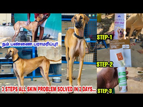 Three Steps - இந்த 3 வழிமுறை | அனைத்து Skin பிரச்சனையும் நீங்கும்| Tamilan Farm VLOG | Chippiparai |