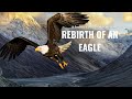 Rebirth Of An Eagle A Journey Of Transformation EagleRebirth EmbraceChange Inspiration