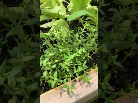 ファイアセージ 植物