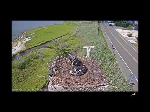 Barnegat Light Osprey Cam ~ You Can Always Count On Mom!