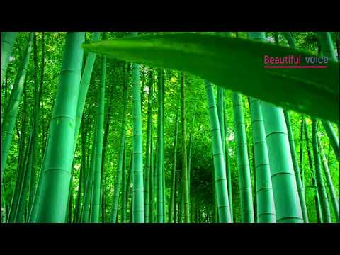 The Best Melodies Of Hulusi Flute - Relaxing Instrumental Music— Music for Studying and Sleeping