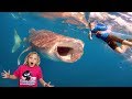 Swimming In The Ocean With Whale Sharks And Manta Rays