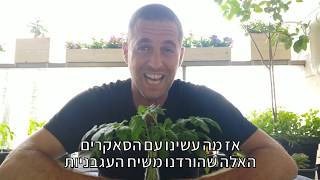 איך מייצרים בלי סוף שתילים חינמיים של עגבניות לגינה?