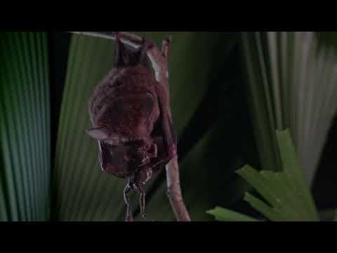V6 A fringe lipped bat munching on a tungara frog  Joseph See