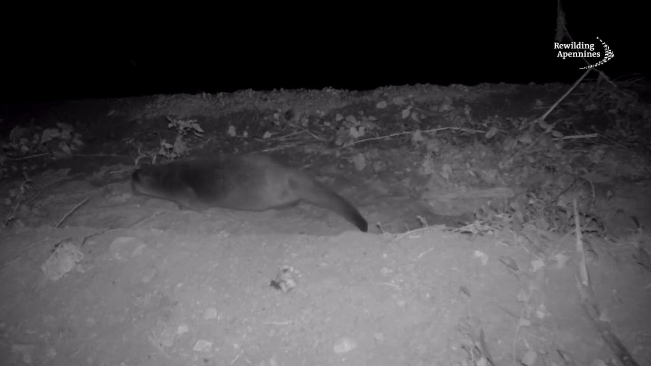 La lontra: un simbolo vivente. The otter: A living symbol