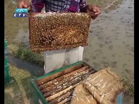 ঝিনাইদহে সরিষা ক্ষেতে মধু চাষ