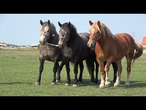 Caii lui Adi si Tomy de la Giroc, Timis - 2022 Nou!!!