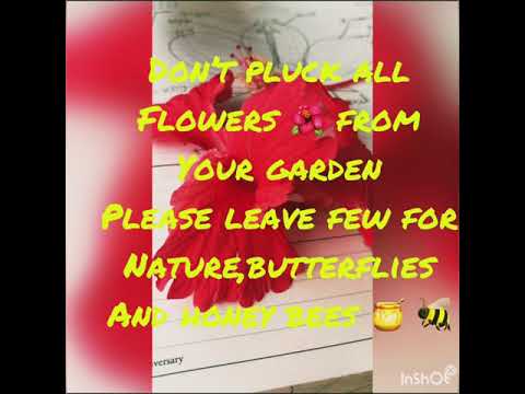 Parts of flower hibiscus 🌺|EVS|Ravali S Bhathad