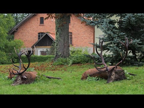 Achtzehnender Rothirsch - Goldmedaille - wird erlegt! Jagd zur Hirschbrunft in Polen / Masuren
