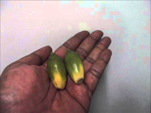 Simbari of Turubu   Wanpla buai