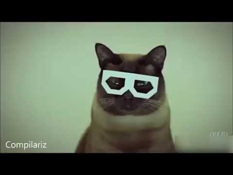 TOP Funny Cat and Dog Dancing and Singing in the World