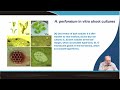Biotechnological Advances in Artemisinin, Hyperforin, and Taxol Production