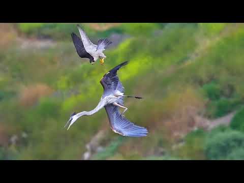 Air battle- peregrine falcon vs great blue heron #falcon